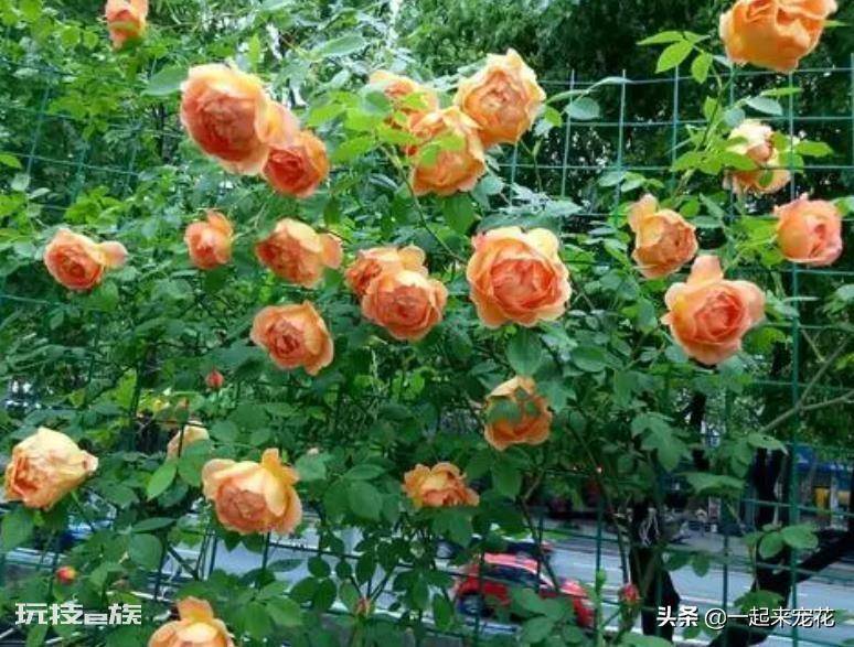 国际十大月季强香排行(香味浓郁的10款月季花盘点)-图片7